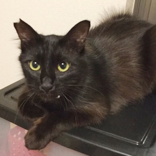 人なれ抜群♡モフモフ長毛のリクくん