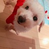 こま