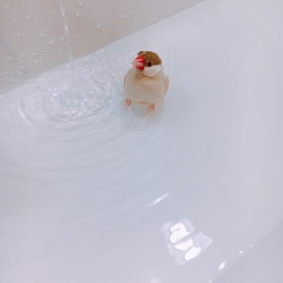 一時応募受付中止！シナモン文鳥みりん