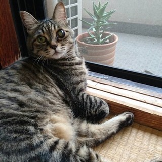 ※緊急※ 飼い主さんが亡くなってしまいました…！