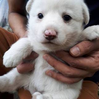 再度子犬里親募集