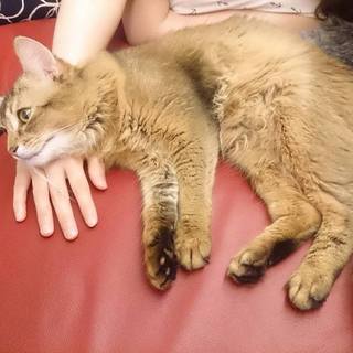 ソマリ♂猫のルディー(名前が色名と一緒)