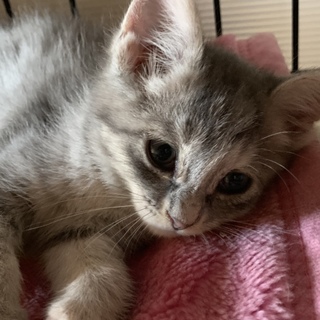 きれいなグレーの美猫姉妹のふみちゃん