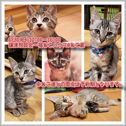 譲渡相談会〜福ねこハウス@ねこ蔵〜