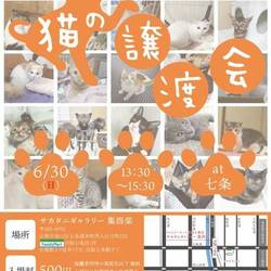 猫の譲渡会＠サカタニギャラリー サムネイル1