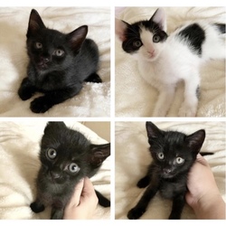 猫の譲渡会＠サカタニギャラリー サムネイル3