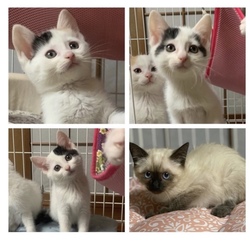 猫の譲渡会＠サカタニギャラリー サムネイル2