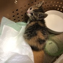 生後4週間前後とみられる子猫♀です。