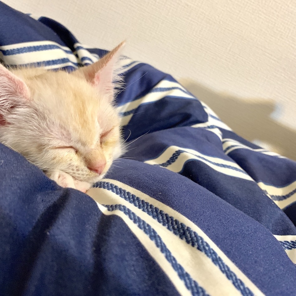 マークのカバー写真