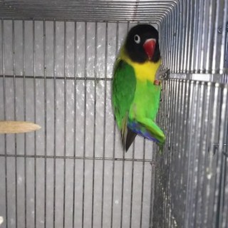 里親様が決まりました。皆様ありがとうございます。