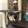 新しいキャットタワー、気に入ってくれた！