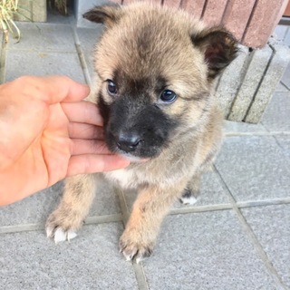 里親さま決まりました☆