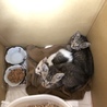 兄弟子猫3匹 サムネイル3