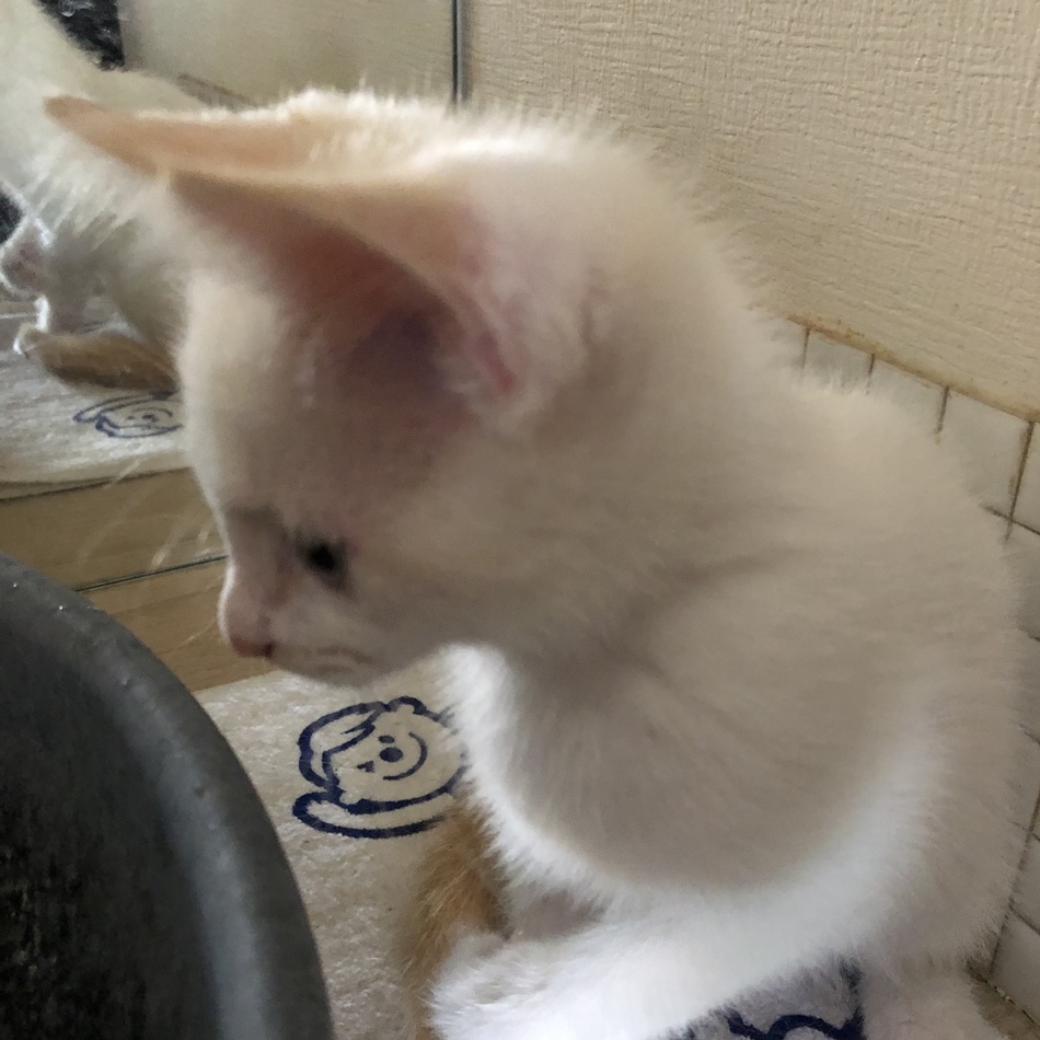 まっしゅのカバー写真