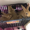 4匹里親探してます。
