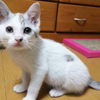 甘え上手な葵くん