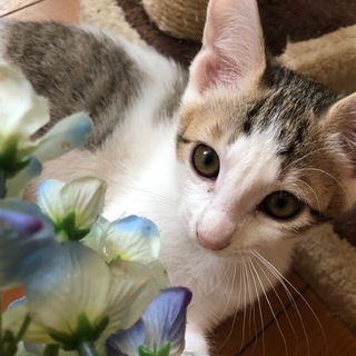 福岡市西区より4匹の元気な子猫