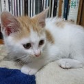 3か月 甘えん坊で元気な茶白兄弟