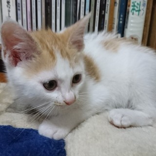 3か月 甘えん坊で元気な茶白兄弟