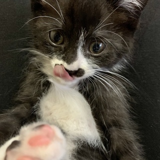 性格ハナマル！甘えん坊な子猫4兄弟〜あおいくん〜