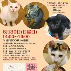 子猫だけの譲渡会「ねこの幸せさがし」