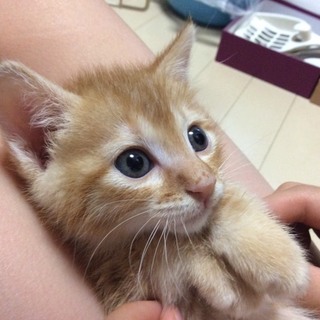 茶トラ、１か月半。活発な男の子、のびくん