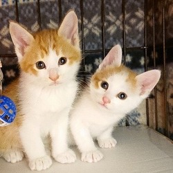 子猫だけの譲渡会☆大阪市北区 サムネイル2