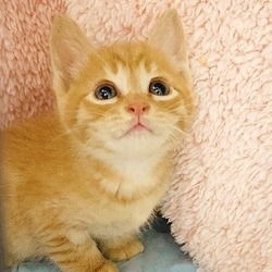 子猫だけの譲渡会☆大阪市北区 サムネイル3