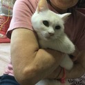 モモ  9才 メス