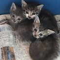 2ヶ月の子猫ちゃん里親さん募集
