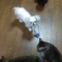 ペキ×チワワ　猫と仲良し♥