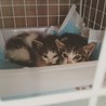 生後約1ヶ月のチビたち【新規ご応募一時停止中】 サムネイル2