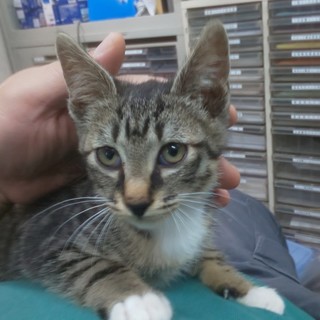 凛々しいキジ白男子  れん君