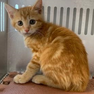 譲渡されました。