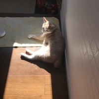 金時
