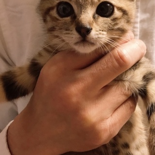 キジトラの可愛いみかんちゃん