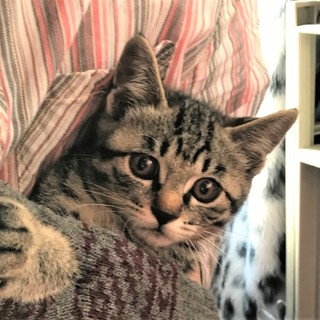 キジ猫2ヶ月か月ぐらい。女の子