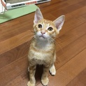 ★茶トラ甘えん坊男の子★