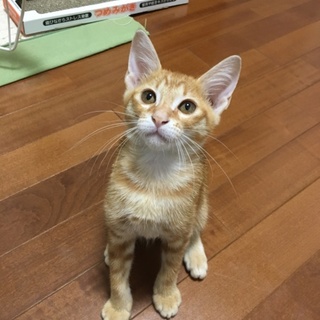 ★茶トラ甘えん坊男の子★