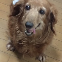 こむぎ