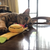 ケイ