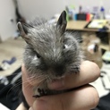 里親募集してます