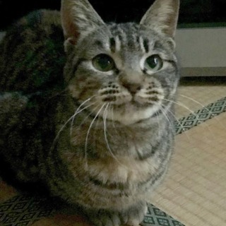 至急 甘えん坊のさくら猫みーちゃん