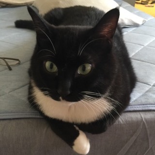 黒猫 オス ランブ君