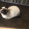猫の里親募集