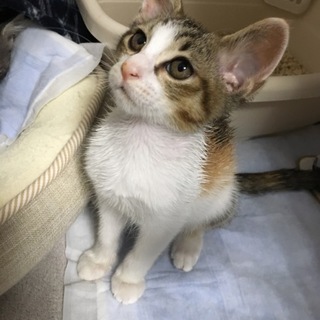 ★三毛の甘えた女の子★