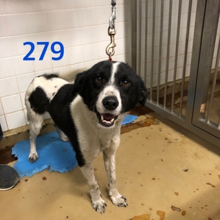 里親決定しました。