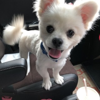 急募！！1歳4ヶ月のミックス男の子