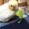 【オカメインコ】
