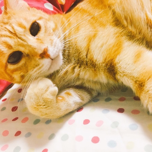 ひなのしのカバー写真